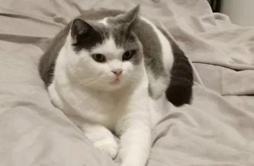 猫咪在交配时,为什么叫得很痛苦?-宠物网