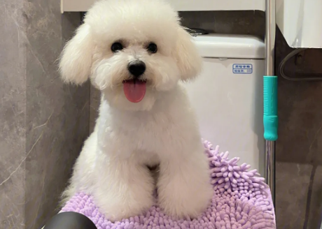 如何喂养幼小的比熊犬狗粮呢