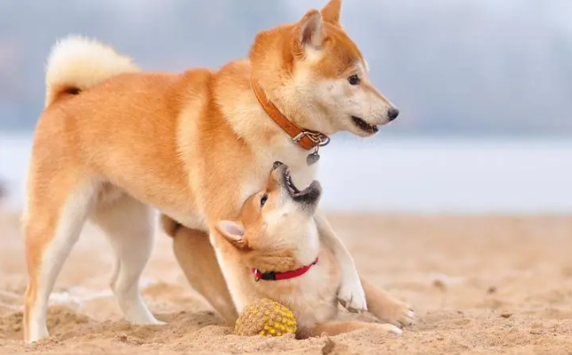 柴犬能吃鸡蛋吗?柴犬吃鸡蛋需要注意的? 柴犬能吃鸡蛋吗?柴犬吃鸡蛋需要注意的?