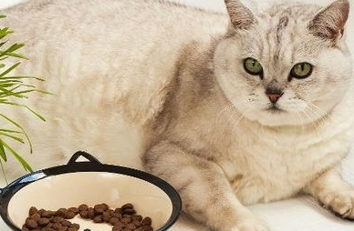 自制猫饭猫不吃怎么办？