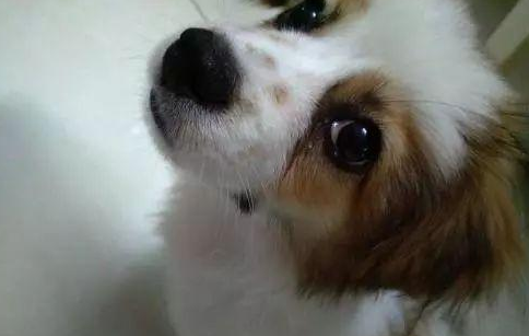 一文详解：狗狗眼睛生病的几大信号！