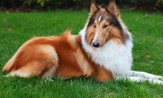 如何快速擦干苏格兰牧羊犬的毛发？