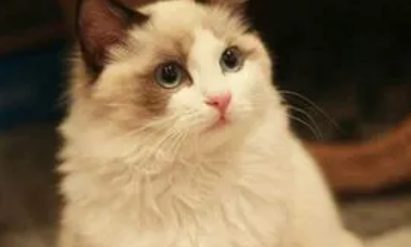 常见的4大布偶猫拉肚子原因竟然是这些 常见的4大布偶猫拉肚子原因竟然是这些