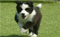 鹤壁市哪里有犬舍