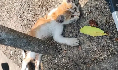 那只因为高温，倒在路边一动不动的小猫，去喵星前遇到了好心人