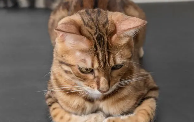 百利猫粮产地 百利猫粮产地