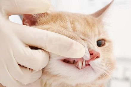 猫刷牙刷不到里面怎么办？