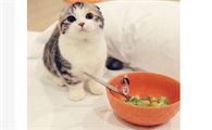 猫挑食越来越瘦怎么办？猫挑食越来越瘦怎么办啊？