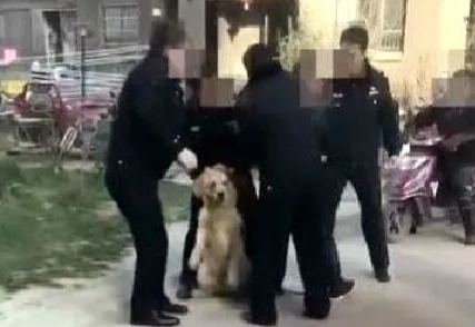 狗被抓了没有狗证怎么办？狗被警察抓走了还能要回来吗没有狗证？