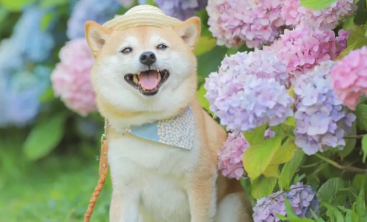 柴犬怎么样辨别真假 看柴犬纯不纯注意以下几点 柴犬怎么样辨别真假 看柴犬纯不纯注意以下几点