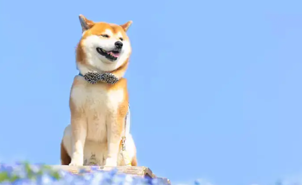 柴犬尾巴短，柴犬什么样的尾巴为最佳？