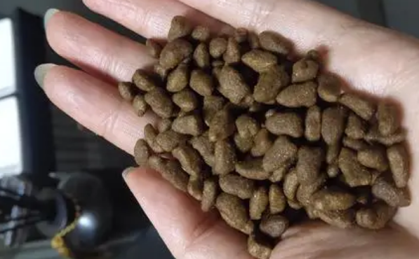 派特佳猫粮怎么样,派特猫品牌咨询管理有限公司? 派特佳猫粮怎么样,派特猫品牌咨询管理有限公司?