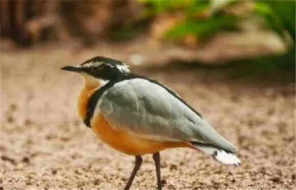 鳄雀哪里可以买 鳄雀哪里可以买