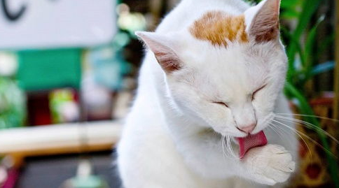 猫咪拉不出屎?一直蹲着怎么办? 猫咪拉不出屎?一直蹲着怎么办?