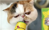 猫咪多大的时候用化毛膏