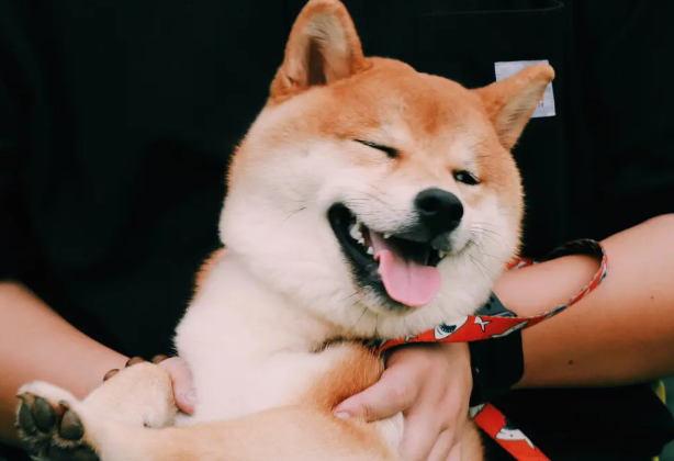 柴犬标准腿长，柴犬腿长多少？