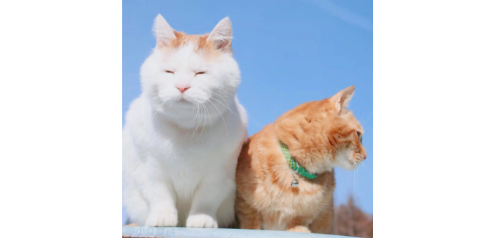 猫上火了怎么办?猫上火了怎么办最简单方法? 猫上火了怎么办?猫上火了怎么办最简单方法?