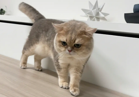 正规猫舍的猫有什么证件 正规猫舍的猫有什么证件