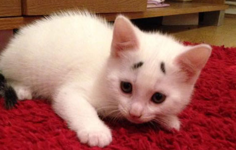 猫咪臭屁股怎么解决啊？