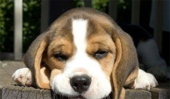 如何让比格犬安静下来呢? 如何让比格犬安静下来呢?