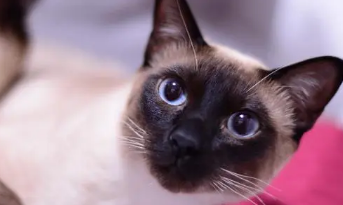 暹罗猫加菲猫哪个聪明 猫咪是否聪明和哪些有关