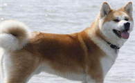 柴犬不喜欢摸头,柴犬不喜欢摸头原来是这样