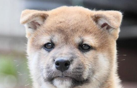 柴犬吃什么能让脸胖?喂胖柴犬可参考以下方法! 柴犬吃什么能让脸胖?喂胖柴犬可参考以下方法!