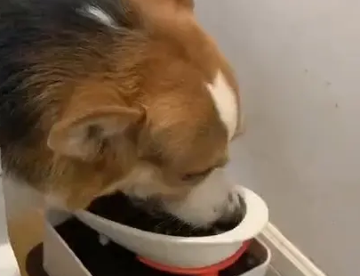 如何挑选柯基狗粮呢