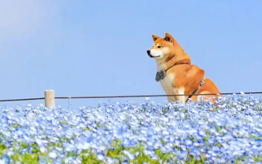 柴犬多久认主 柴犬认主表现是这样 柴犬多久认主 柴犬认主表现是这样