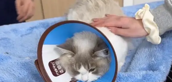 患多种疾病,连唯一纸箱都被抢的怀孕布偶猫 患多种疾病,连唯一纸箱都被抢的怀孕布偶猫