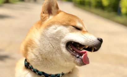 白色柴犬多少钱 白色柴犬的价格让人吃惊