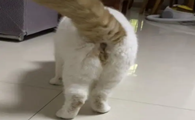 猫咪为什么后腿没有力