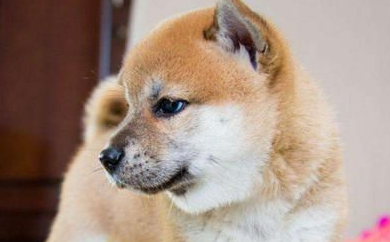 柴犬的叫声越来越像狼叫，学狼叫的原因有以下几种