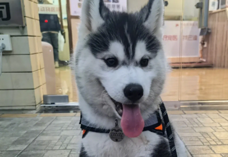 怎么样给哈士奇挤肛门腺