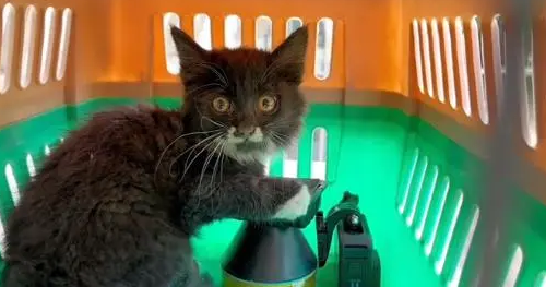 小奶猫被困通风井,3天没见到太阳的它,获救后依然还在龇牙咧嘴 小奶猫被困通风井,3天没见到太阳的它,获救后依然还在龇牙咧嘴