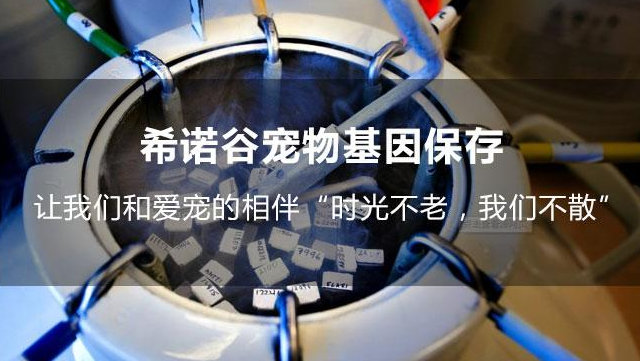 希诺谷宠物克隆合法吗