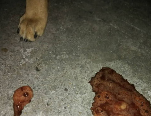 狗狗流口水呕吐不吃饭没精神怎么办？来看看吧