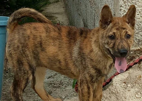中华田园犬虎斑犬价格