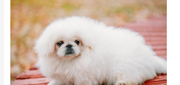 京巴犬身上有血包是怎么回事呢？