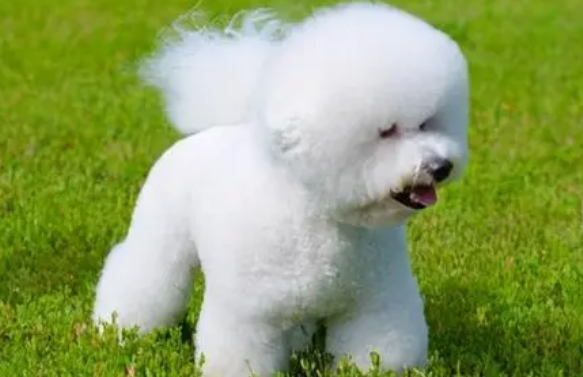 比熊幼犬怎么样训练比较好呢