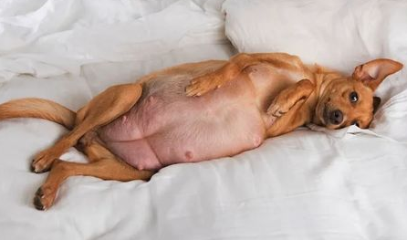 贵宾犬怀孕应该怎样护理?孕期的饮食需注意什么? 贵宾犬怀孕应该怎样护理?孕期的饮食需注意什么?