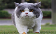 英短猫不吃不喝没精神怎么办