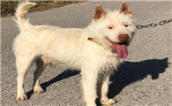 上司犬和下司犬区别