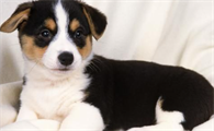 如何防治老年狗便秘?老年犬便秘的防治与治疗。