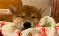 柴犬眼睛上方有白毛,柴犬眉毛什么时候出现?