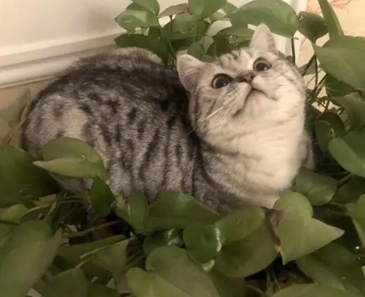 虎斑猫与银渐层哪只好 虎斑猫与银渐层哪只好