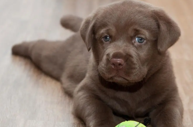 训练幼犬拉布拉多犬