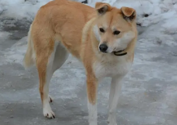 中华田园犬为什么禁养真的假的