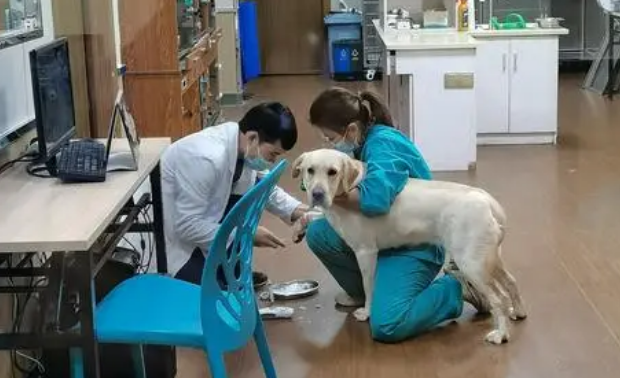 宠物B超检查：让宠物健康更安心