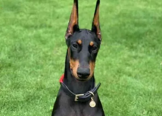 杜宾幼犬多久能立耳呢